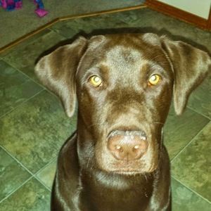 Meet your Posher, Dawn